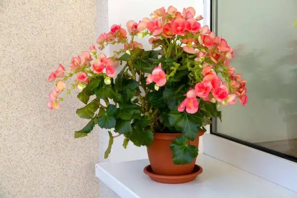 tuberous begonia bright shade windowsill