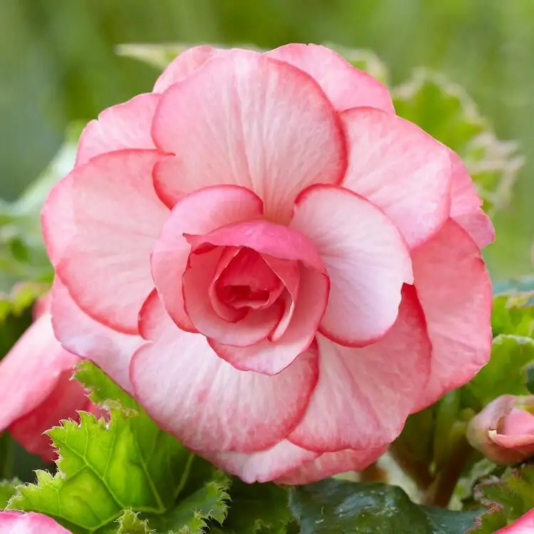 tuberous begonia white picotee lime foliage