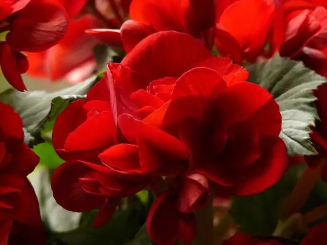 tuberous begonia yellow double charcoal pot