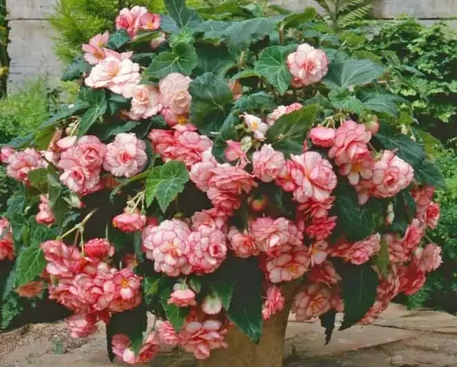 tuberous begonia pink picotee ivy