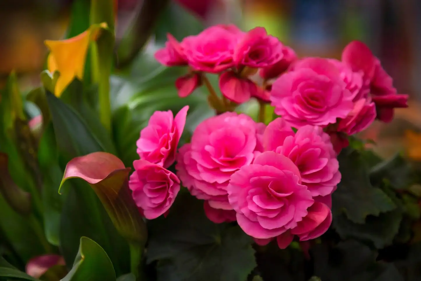 Dormancy to Dazzle: A Step-by-Step Propagation & Restart Calendar