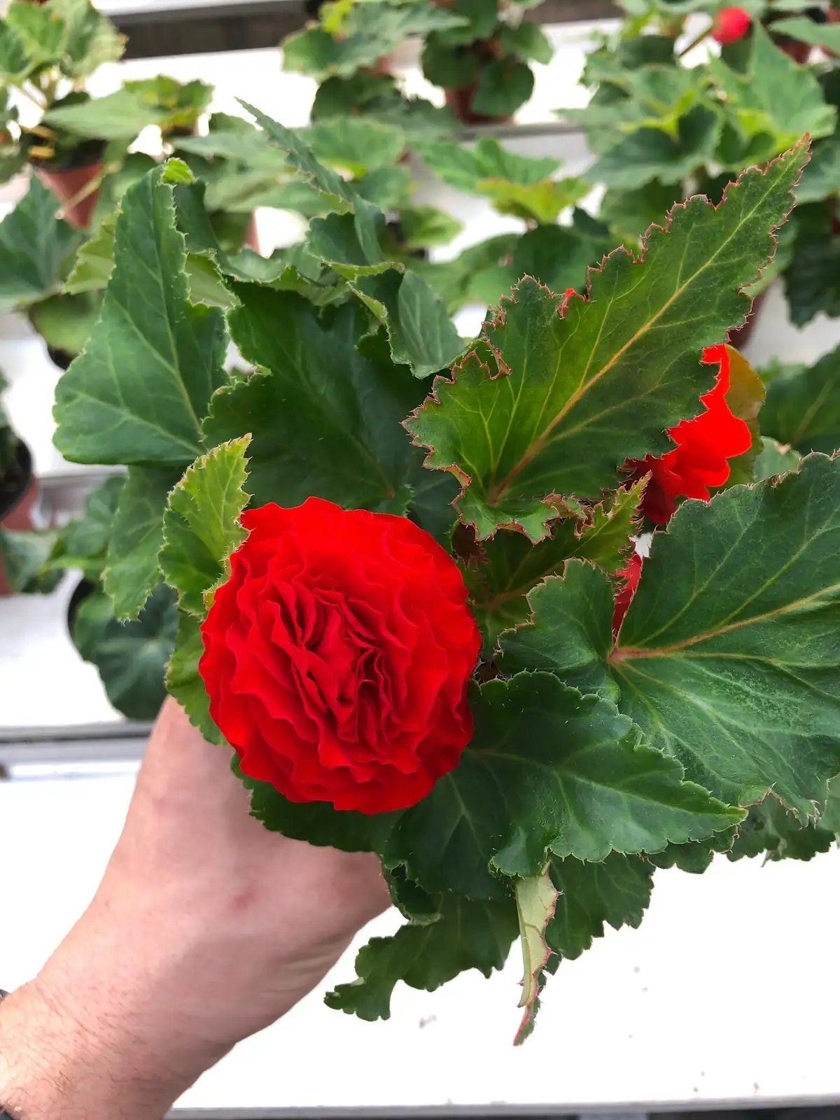 tuberous begonia tuber concave side up