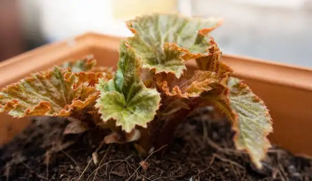 tuberous begonia tip cutting rooting