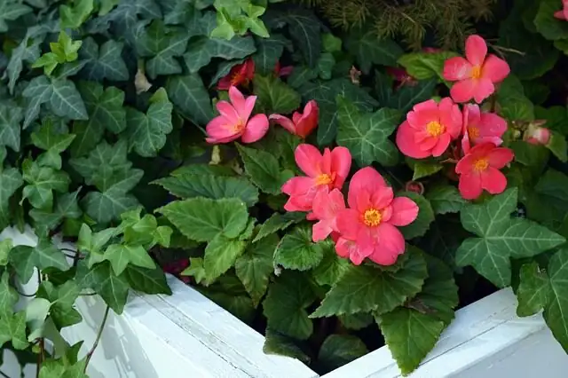 tuberous begonia with fuchsia and coleus