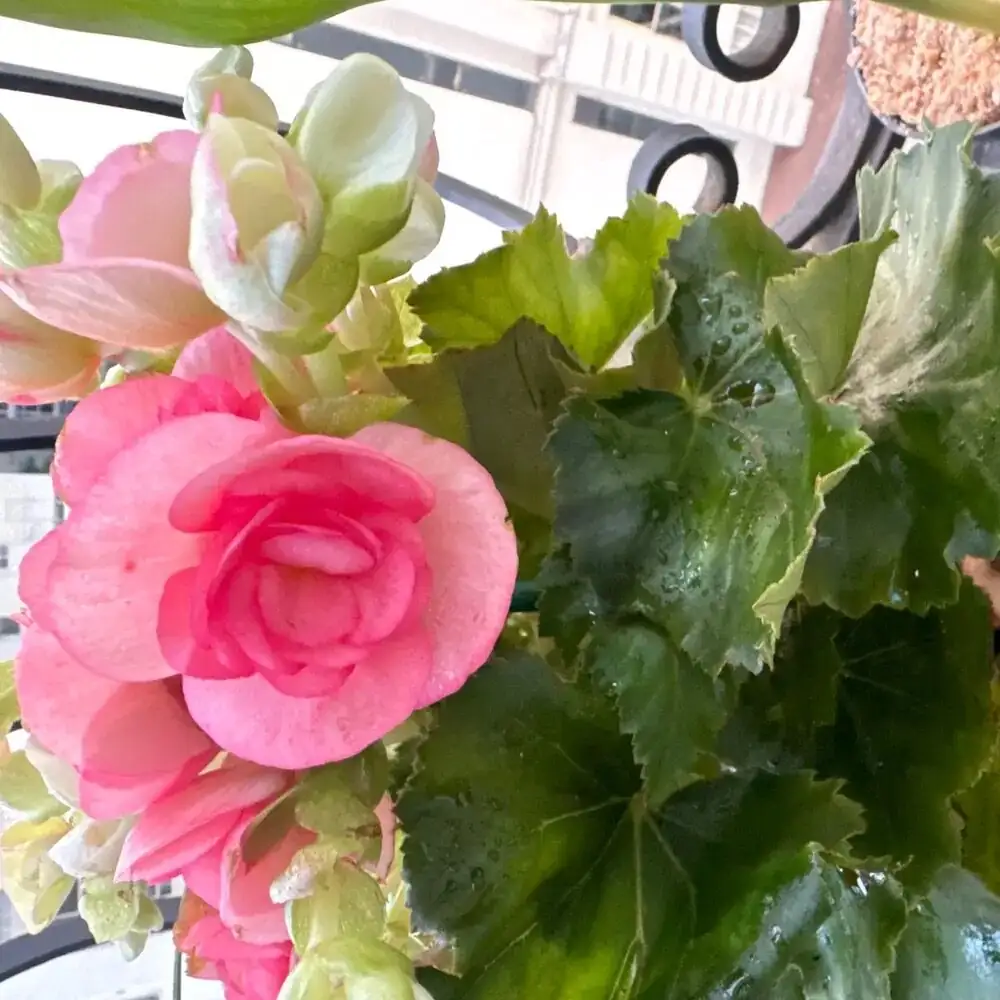 tuberous begonia under shade cloth