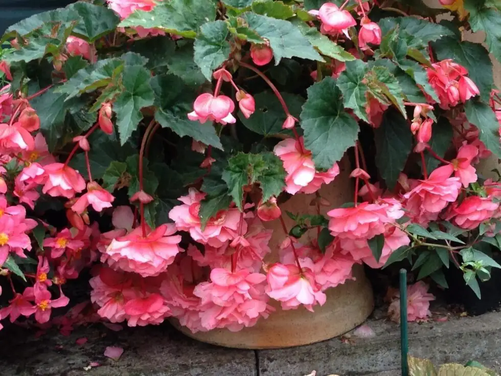 tuberous begonia pebble tray fan