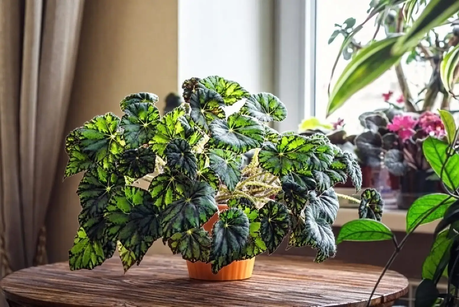 tuberous begonia indoors bright window