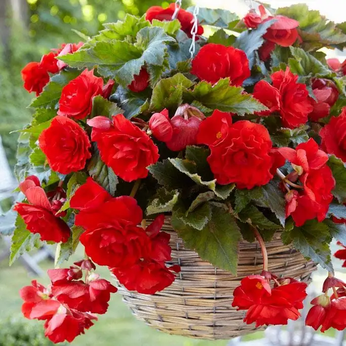 tuberous begonia hanging basket cascading blooms