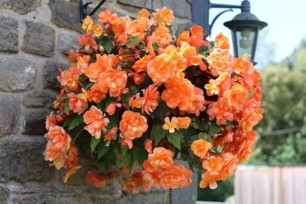 tuberous begonia hanging basket shaded patio