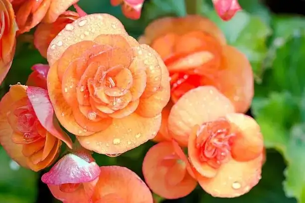 Pet Safety Meets Petals: Enjoying Begonias While Protecting Cats, Dogs, and Kids