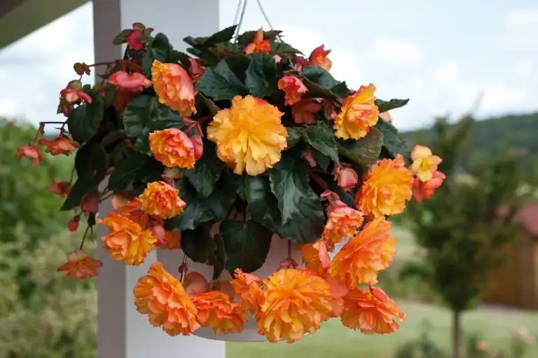 tuberous begonia hanging basket shade