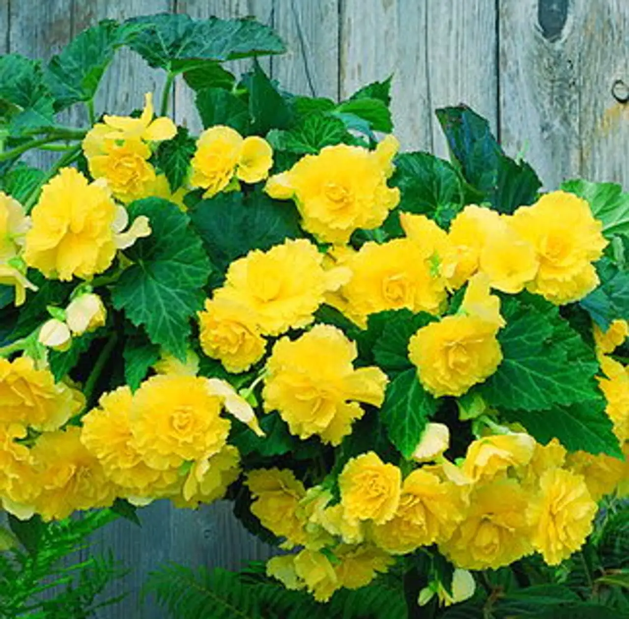 tuberous begonia window shade cloth