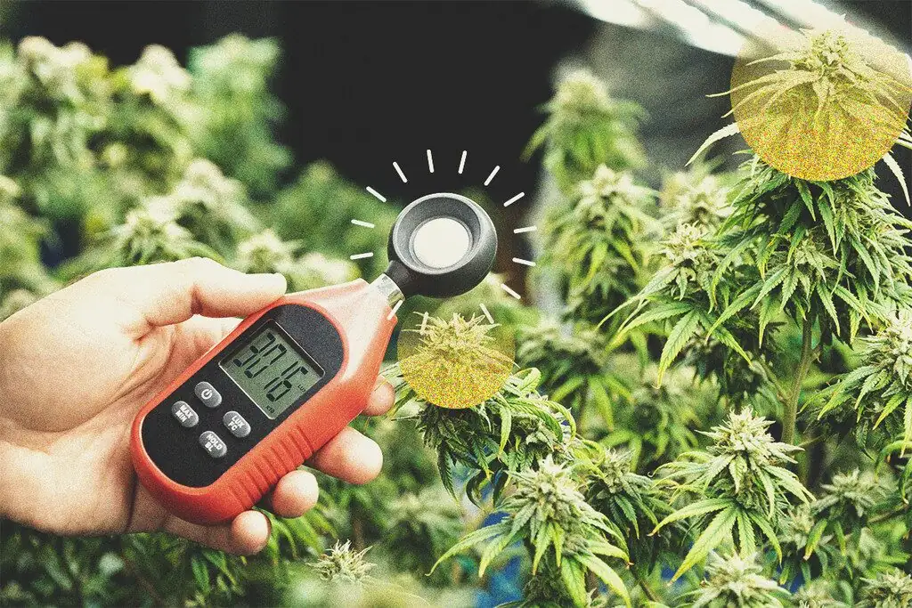 tuberous begonia lux meter app