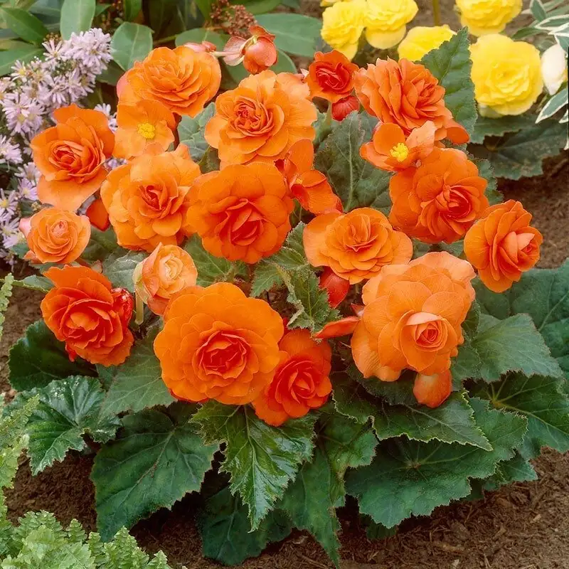 tuberous begonia orange double dusty miller window box