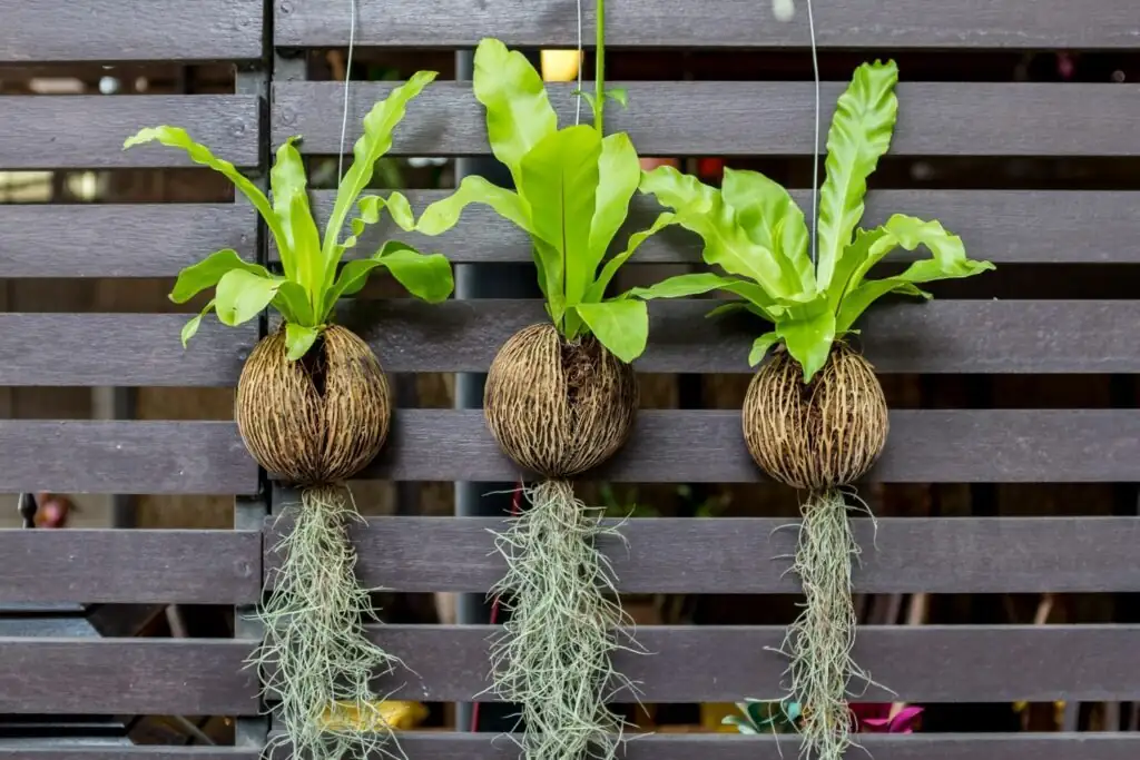 tuberous begonia shelf bird's nest fern hanging