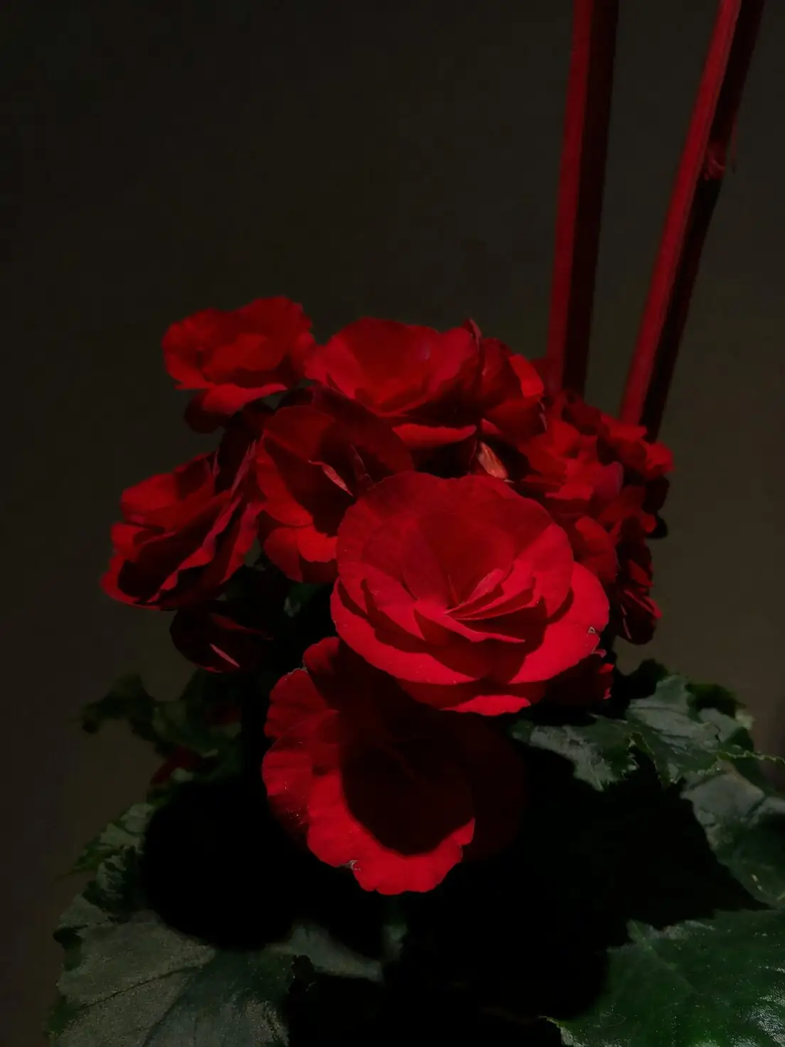 tuberous begonia green velvet backdrop