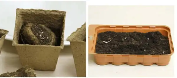 tuberous begonia tuber drying storage