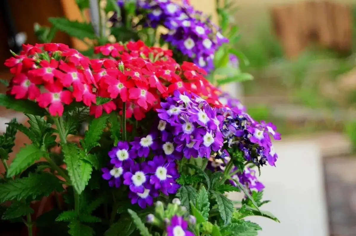 Sun, Sip, Snip: The 3‑Habit System to Keep Garden Verbena Blooming Non‑Stop