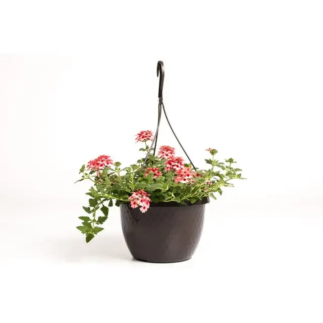 verbena planting hanging basket spacing