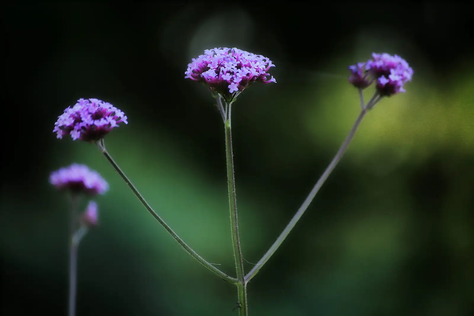 verbena deadheading hand pruners close-up