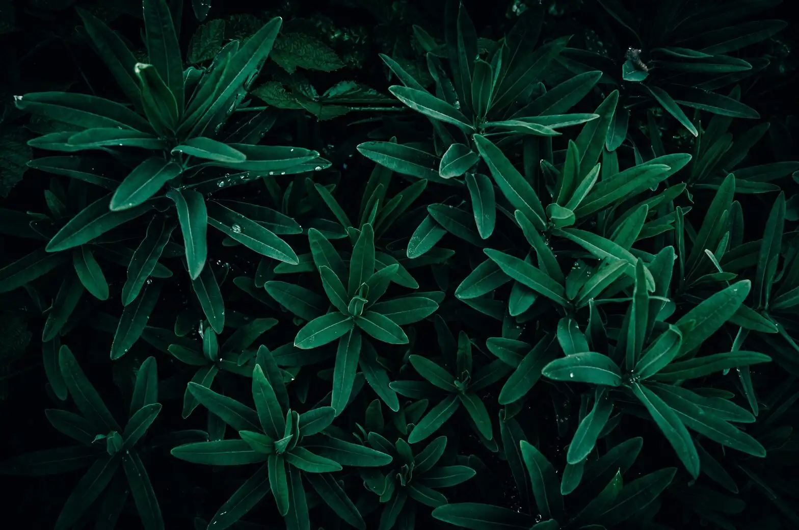 verbena powdery mildew leaves close-up
