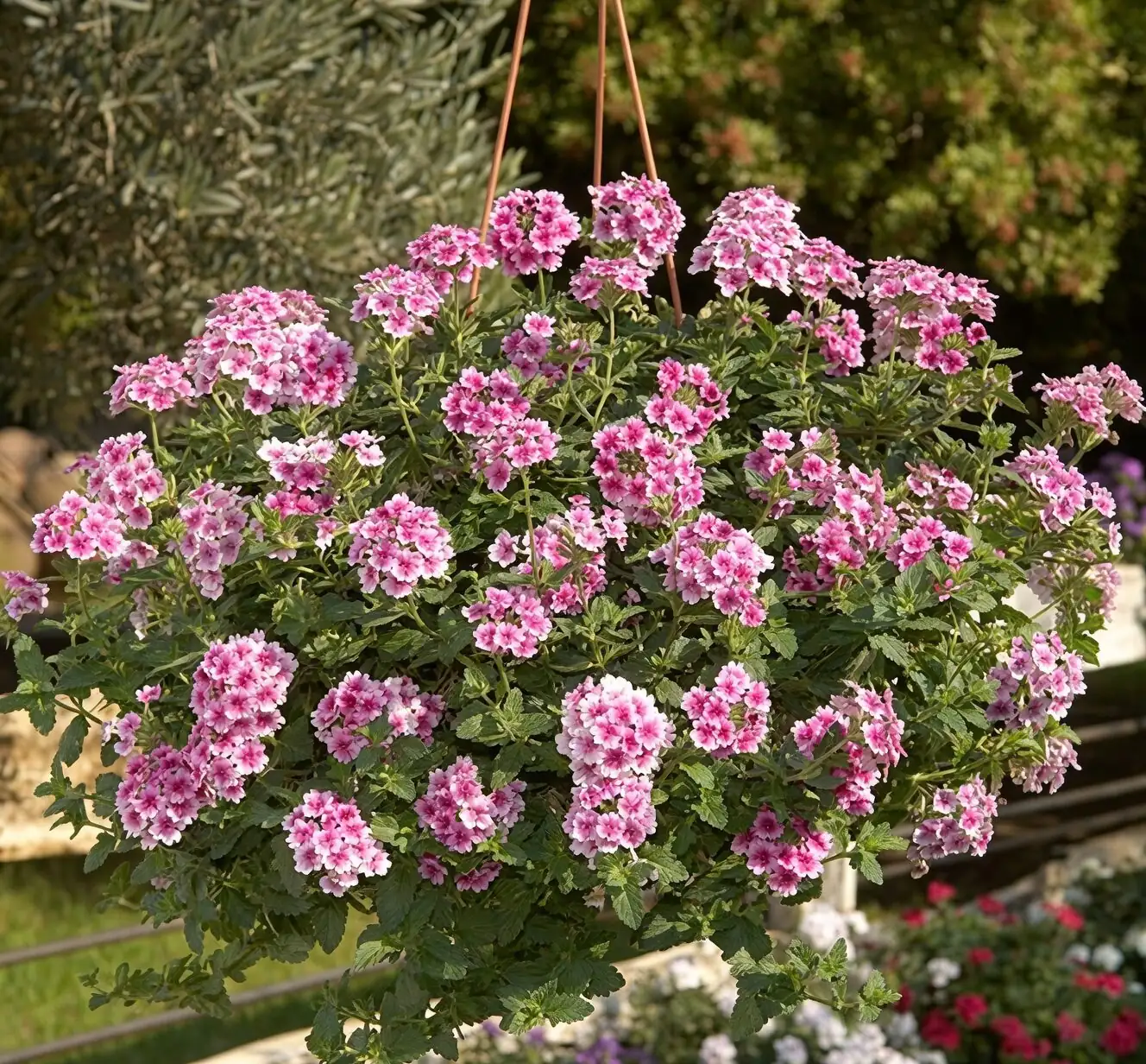 White Dust or Downy Spots? Beat Powdery & Downy Mildew on Verbena—Fast