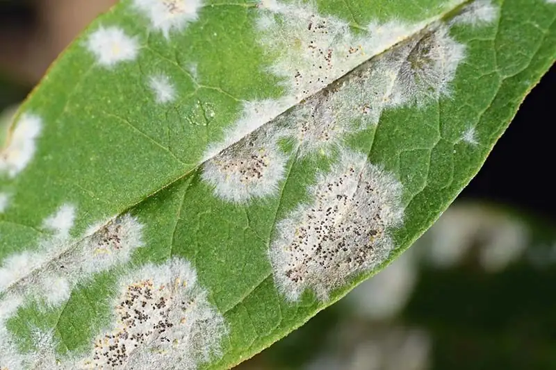 verbena powdery mildew leaf close-up
