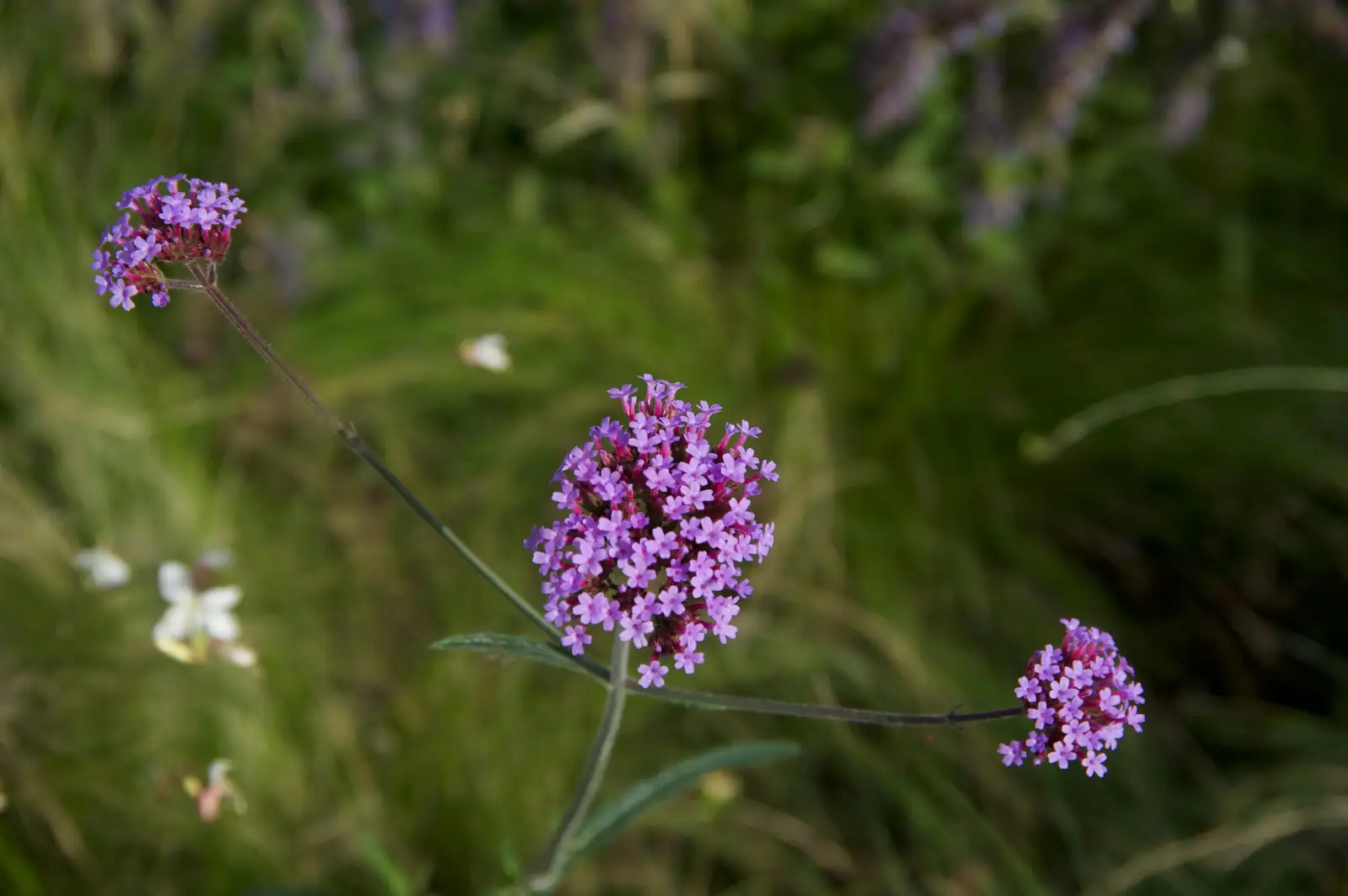 verbena container spacing full sun