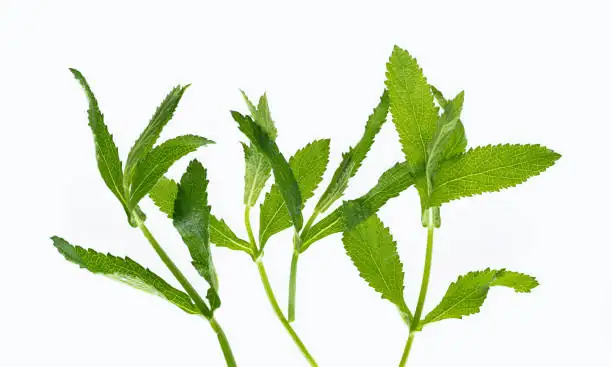 pruning infected verbena leaves