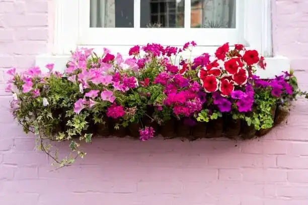 From South American Wildlings to Victorian Showstopper: The Making of Garden Verbena
