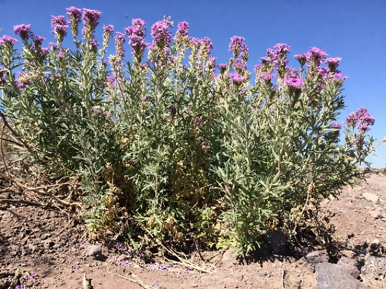 wild verbena South America grassland