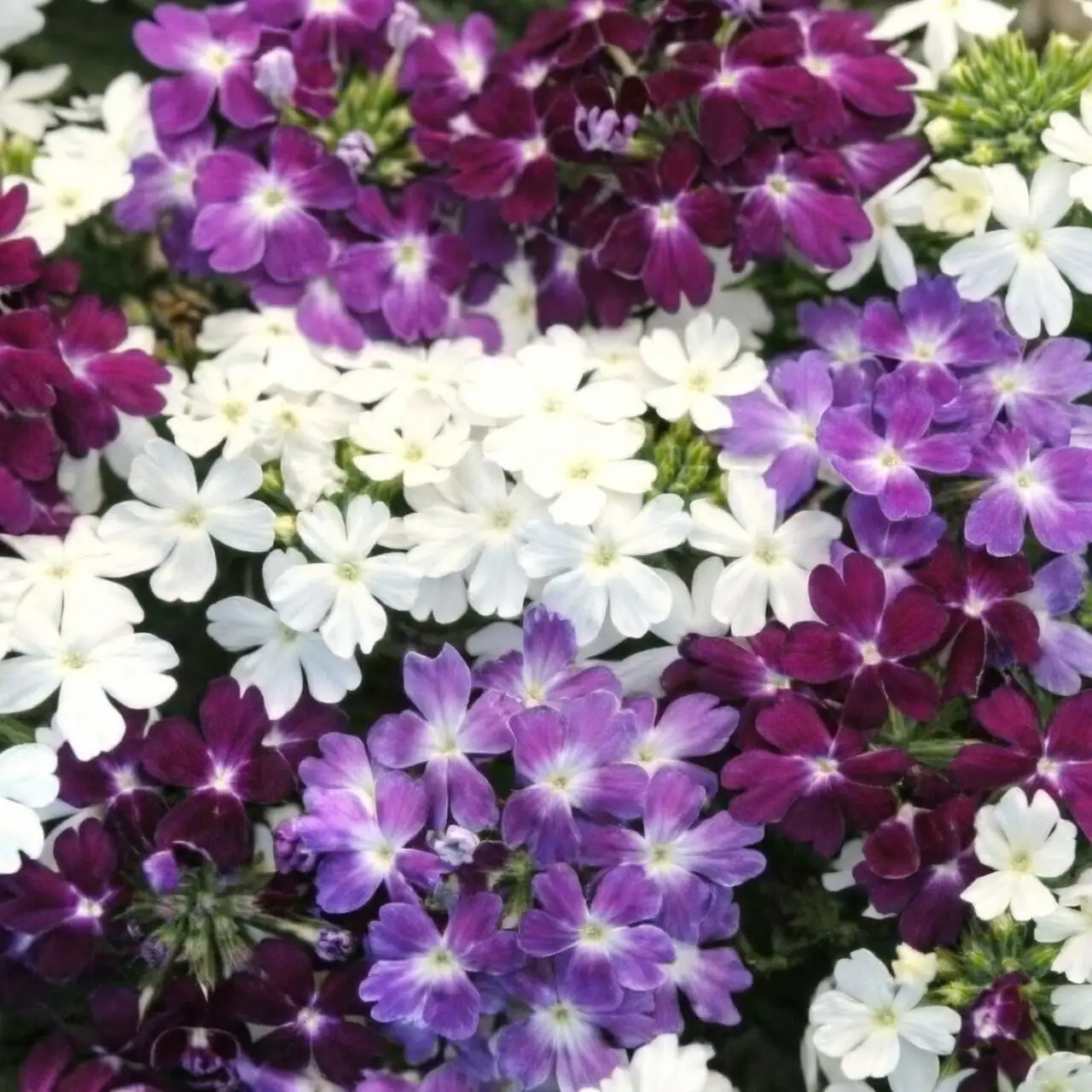 verbena Victorian bedding display