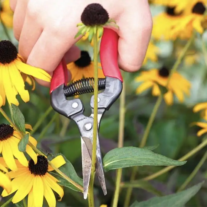 verbena deadheading hand pruning