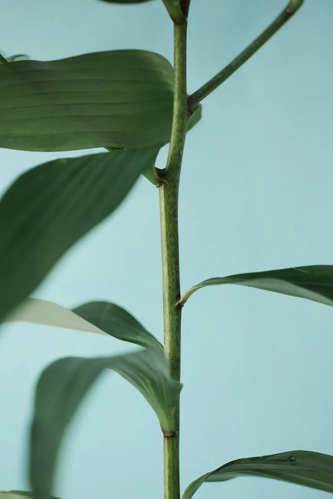 verbena stem cuttings in water