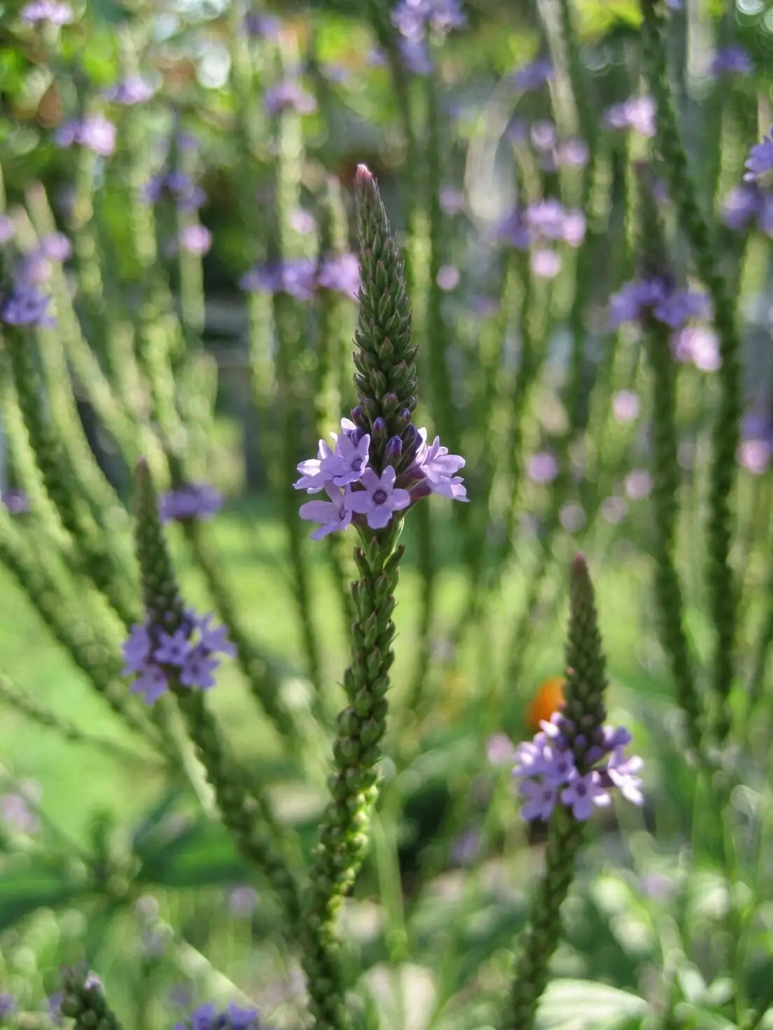 garden verbena bicolor flower close up