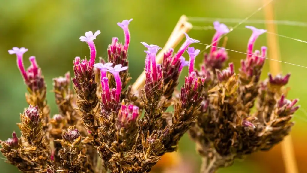 garden verbena deadheading shears