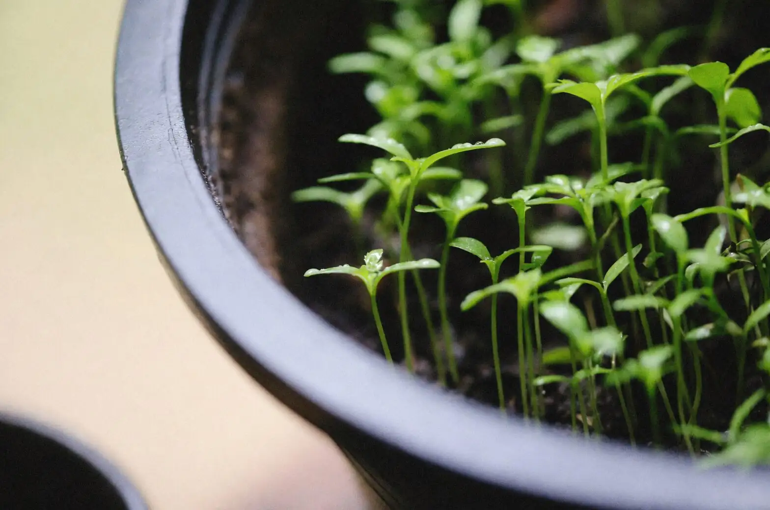 garden verbena seedlings in pot