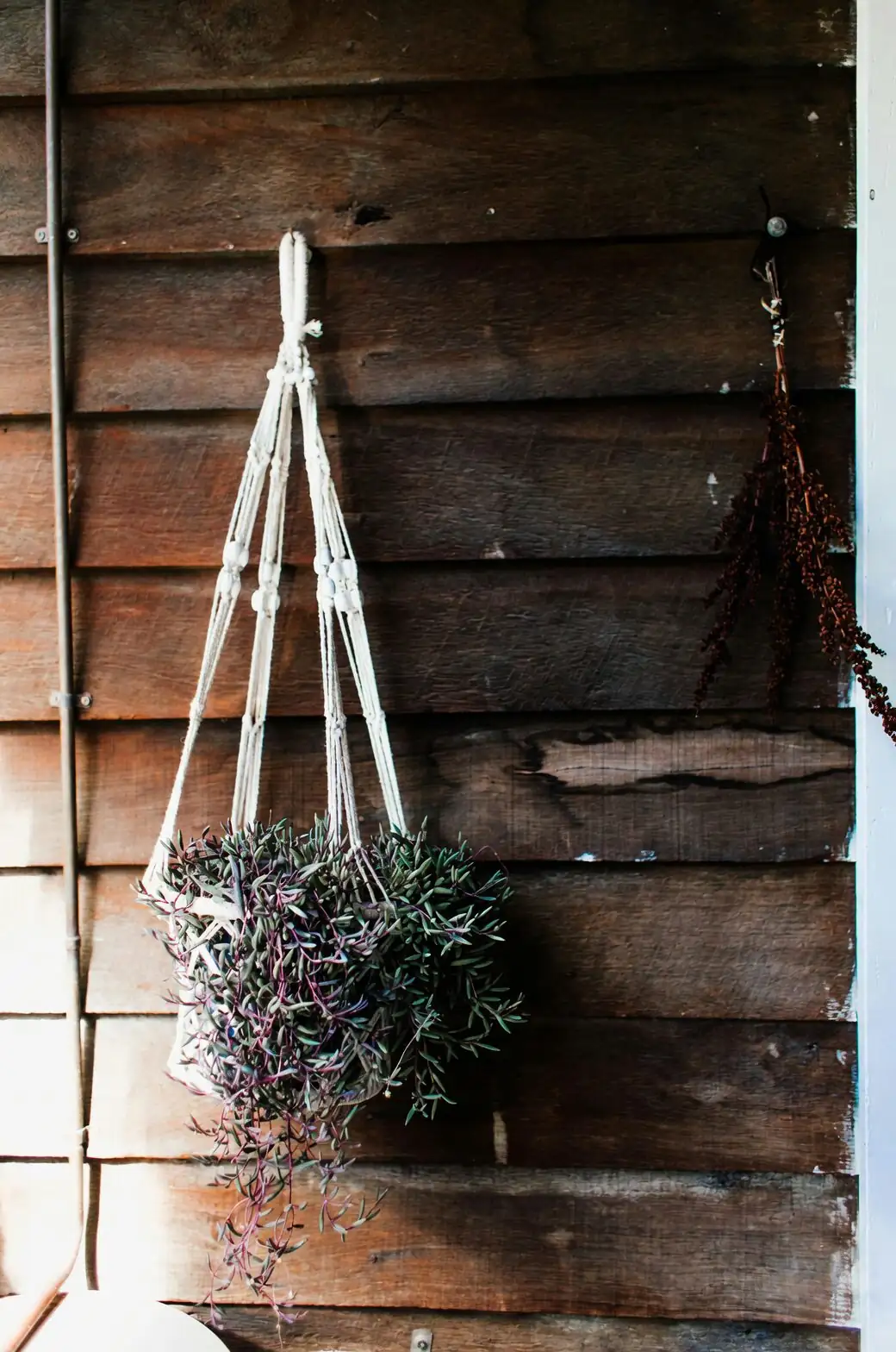 verbena hanging basket sunny balcony