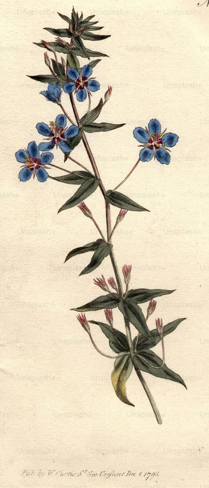 verbena vintage botanical illustration