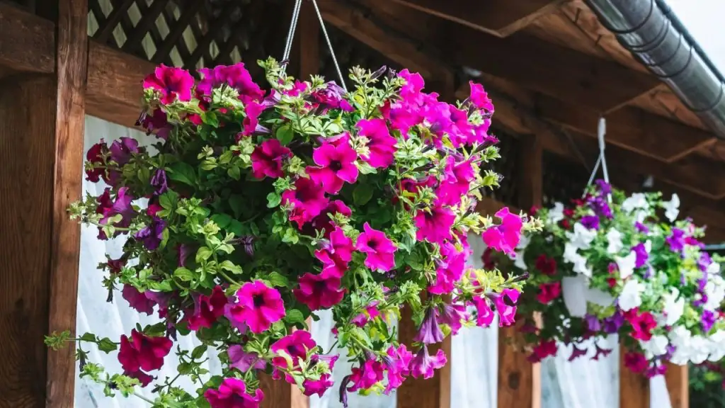 Clone It or Sow It? The Ultimate Verbena Propagation Smackdown (With Day‑by‑Day Timelines)