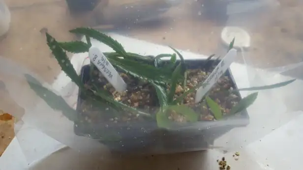 verbena cuttings in vermiculite