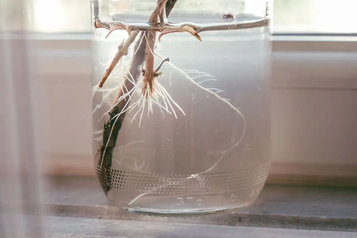 verbena cuttings in water glass