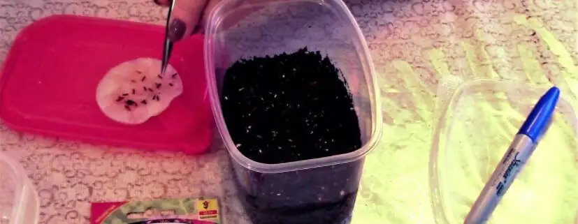 verbena seeds surface sowing vermiculite