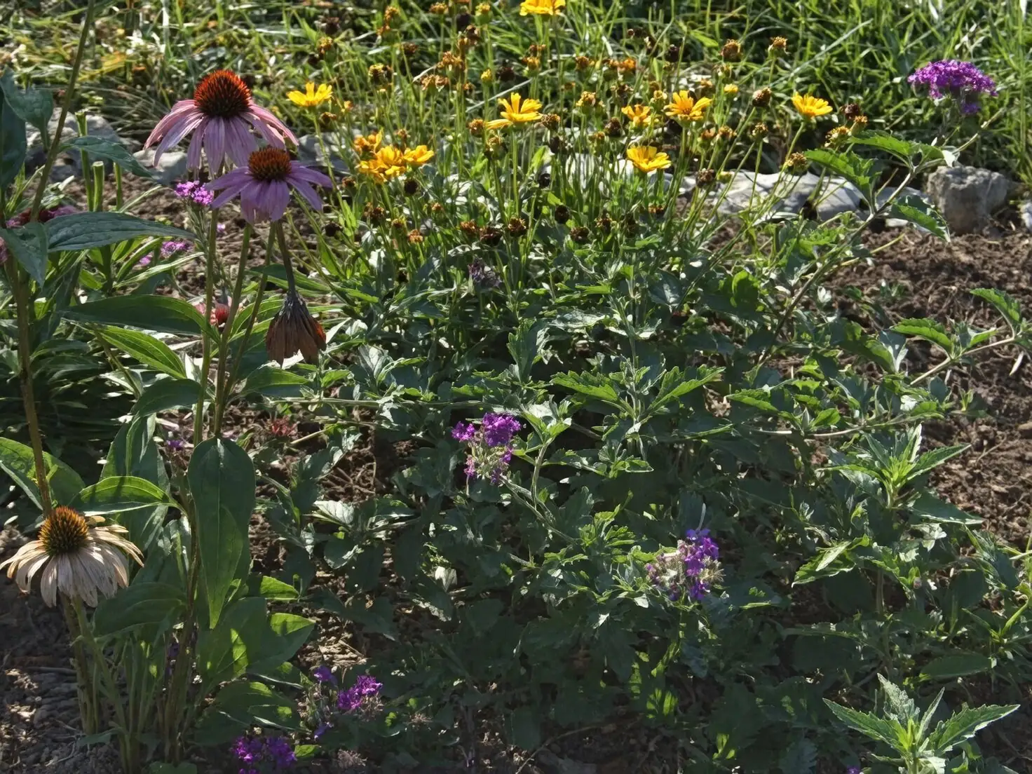 purple verbena yellow coreopsis bed