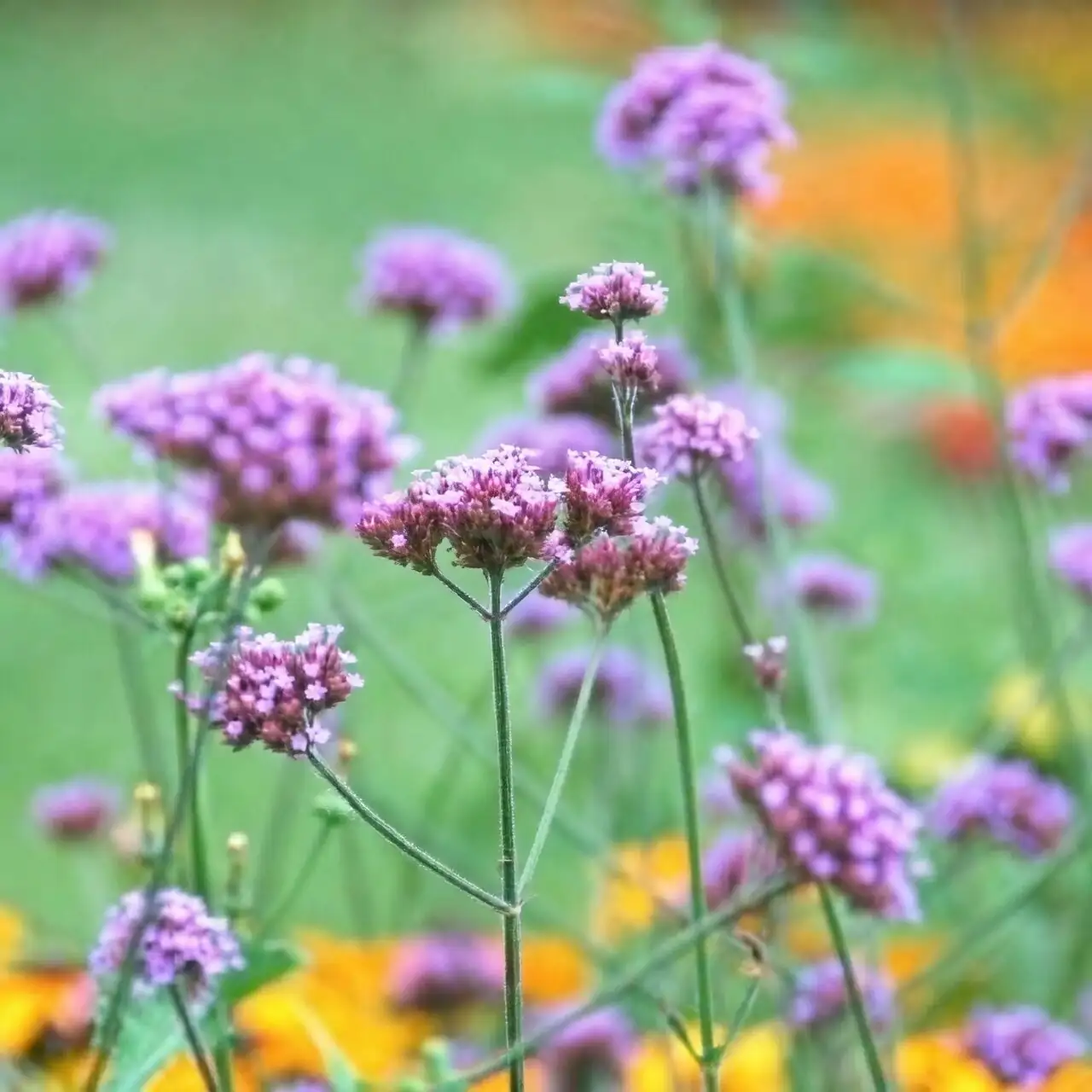 purple verbena bidens blue salvia