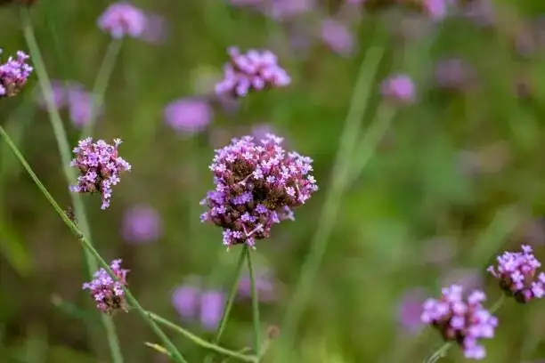 verbena deadheading hands close-up
