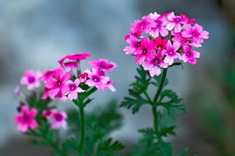 30°C and Smiling: A Heat‑Smart Plan to Keep Verbena Flowering Through High Summer