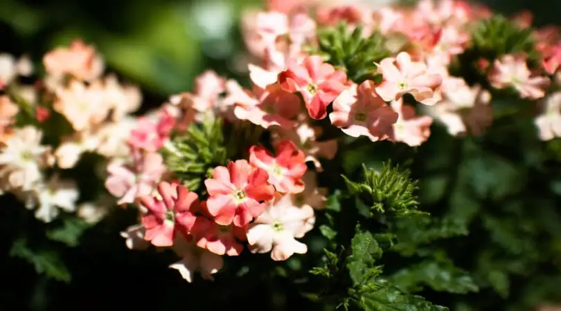 verbena watering soil level