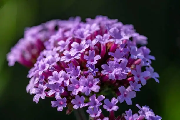verbena deadheading hand pruners