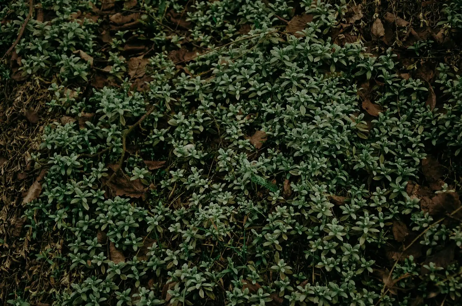 verbena compact seedling close-up